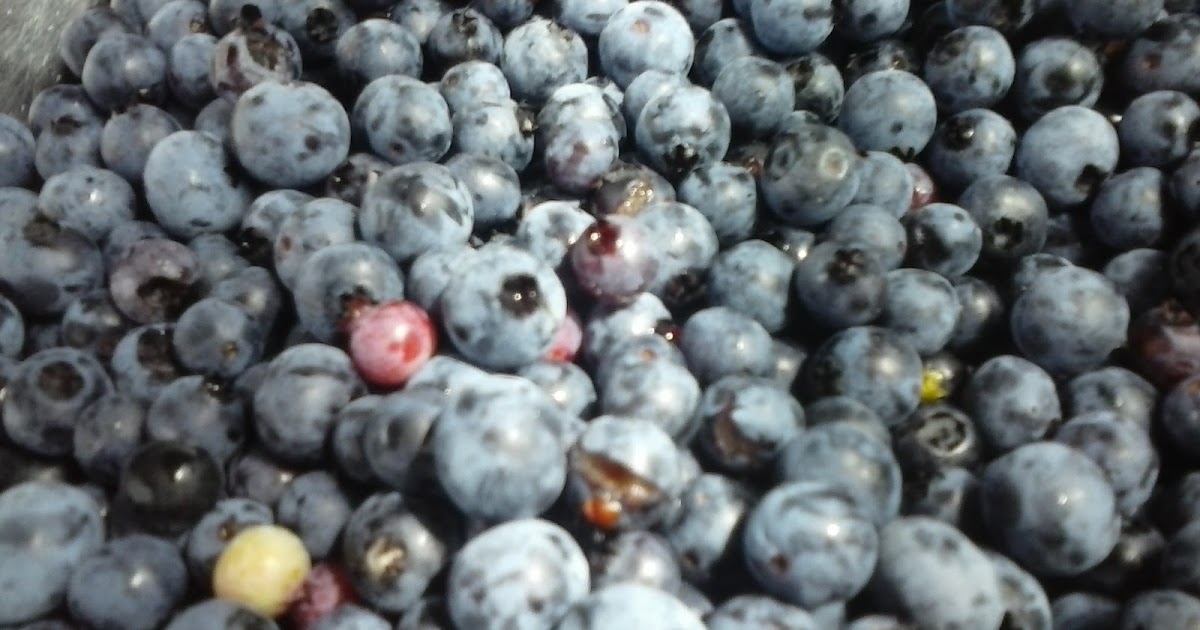 Write Hard and Pray Harder! Blueberries and Bible Truths