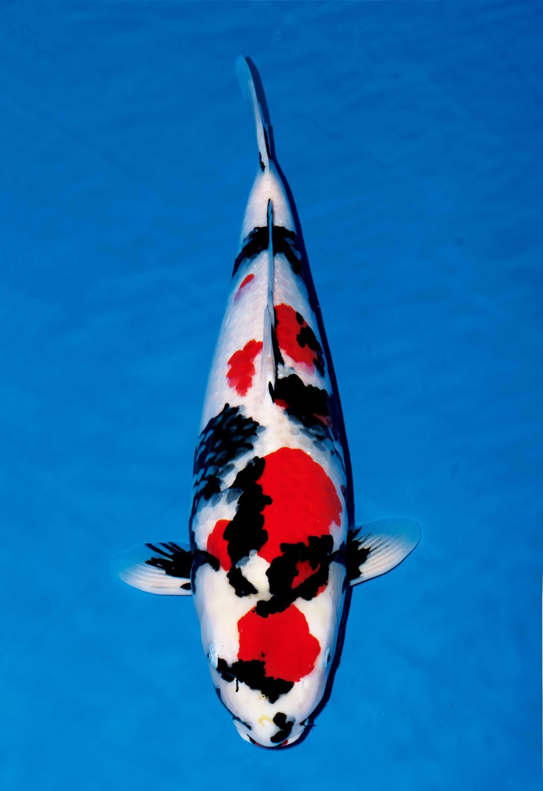 Ikan Koi Jenis Showa - Hobi Mancing