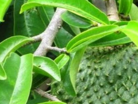 manfaat daun sirsak manfaat daun sirsak