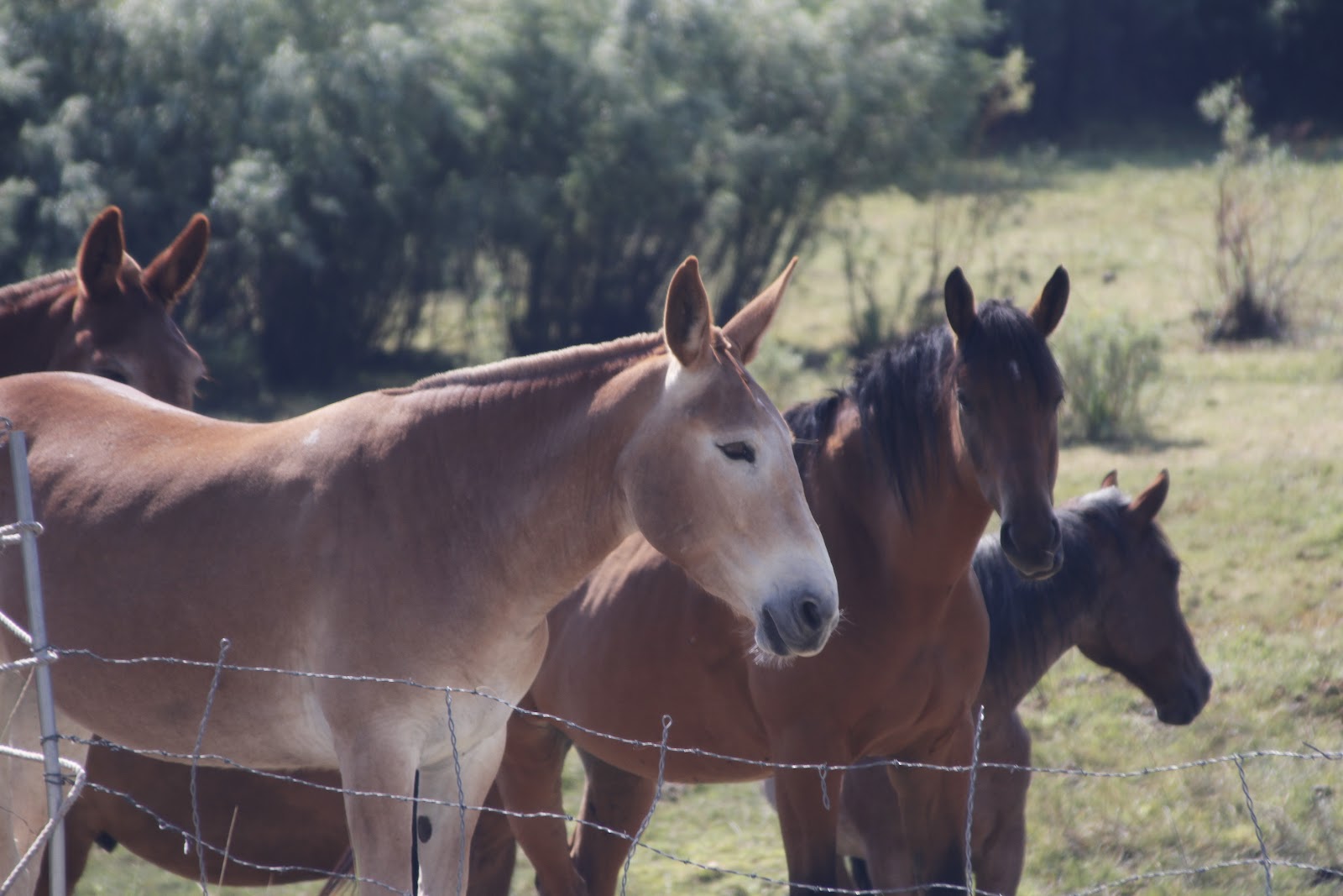 desert horses Pack horses and mules