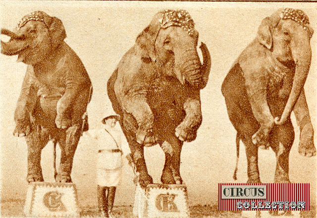 trois eleéphants debout sur des tabourets sous les ordres de Charles Knie