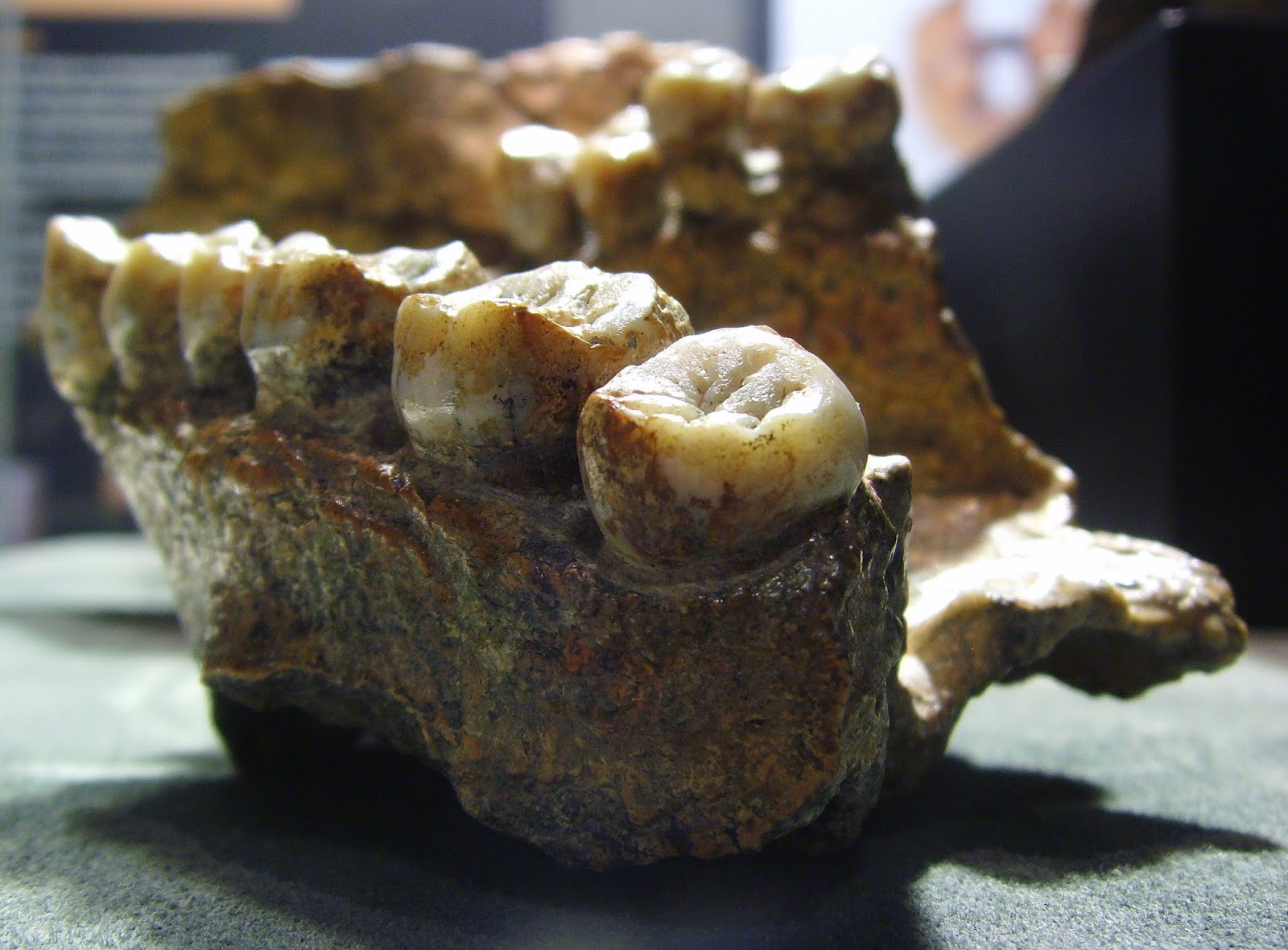 Paladar original de un Homo erectus datado en 1,6 millones de años conservado en el Senckenberg-Museum de Fráncfort, Alemania.Foto: Gerbil - Trabajo propio, CC BY-SA 3.0 Paladar original de un Homo erectus datado en 1,6 millones de años conservado en el Senckenberg-Museum de Fráncfort, Alemania.Foto: Gerbil - Trabajo propio, CC BY-SA 3.0