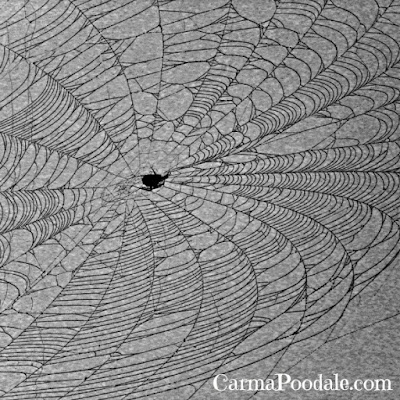 spider web with spider taken in black and white mode- carmapoodale