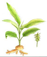 Curcuma, Curcuma longa, planta con su raíces que son tubérculo