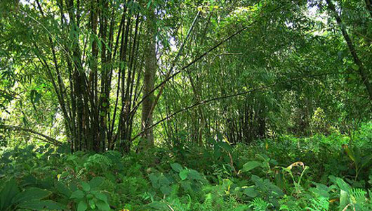 This Indian Man Planted an Entire Forest by Hand - Molai Woods