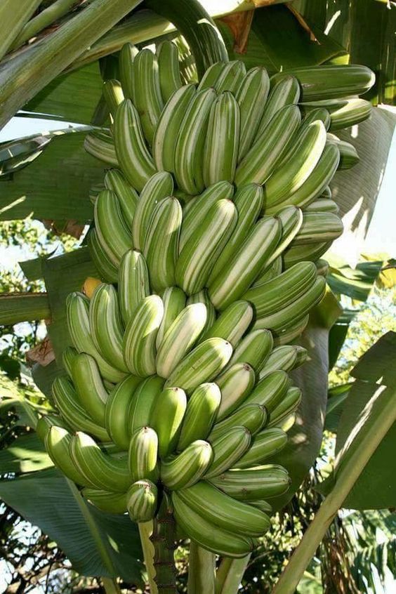 Banana (Musa ssp.)