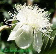 Guava Flower showing details Guava Flower showing details
