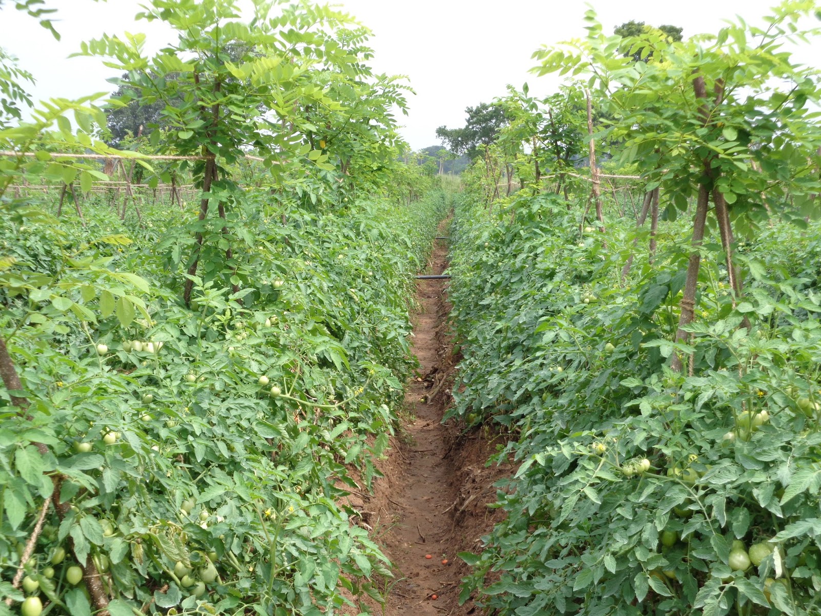 Drip Irrgation in Sri Lanka Off Season Tomato Cultivation under Cape