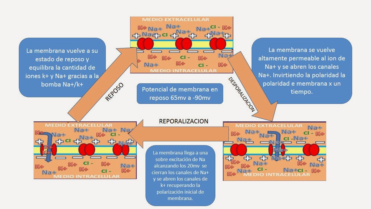Fisiología básica de alejandra sandoval: mapa híbrido potencial de membrana