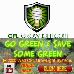 Unbelievable Growth with 4000 Watts of CFL!