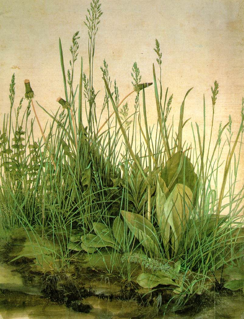 Botanical Illustration: Albrecht Dürer - Independent 
