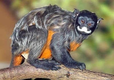 Red chested mustached Tamarin