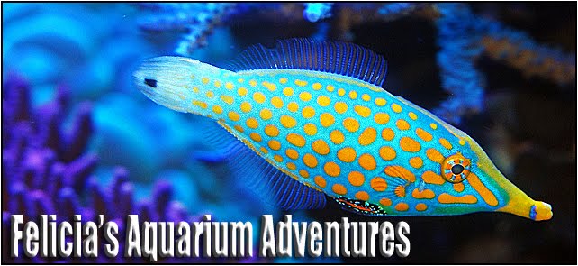 aquarium adventures