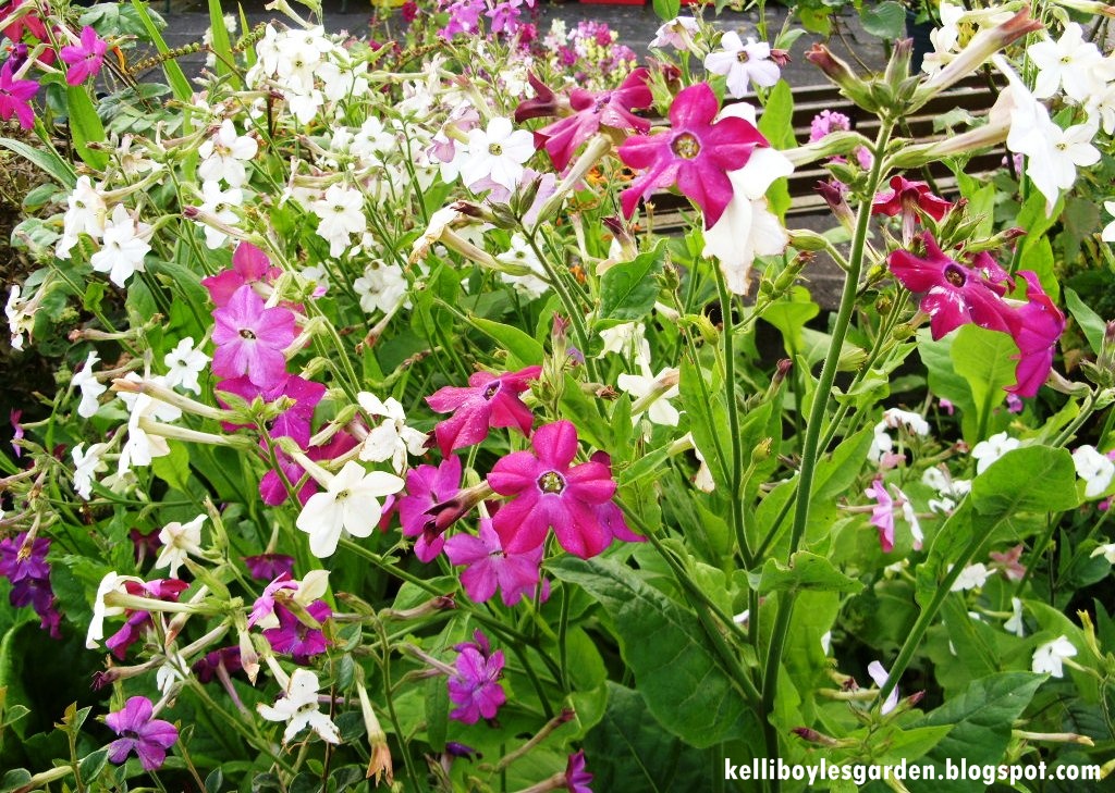 Табак тинкербелл душистый. Посев душистого табака. Растение табак душистый. Посев душистого табака. Табак крылатый сандер красный.