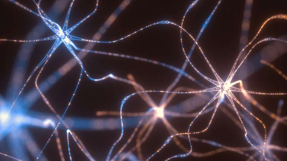 Transplante de memória entre caracóis é feito com sucesso, anunciam cientistas