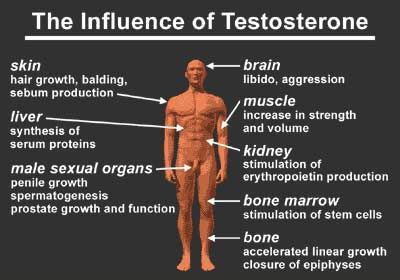 Image result for testosterone  blogspot.com