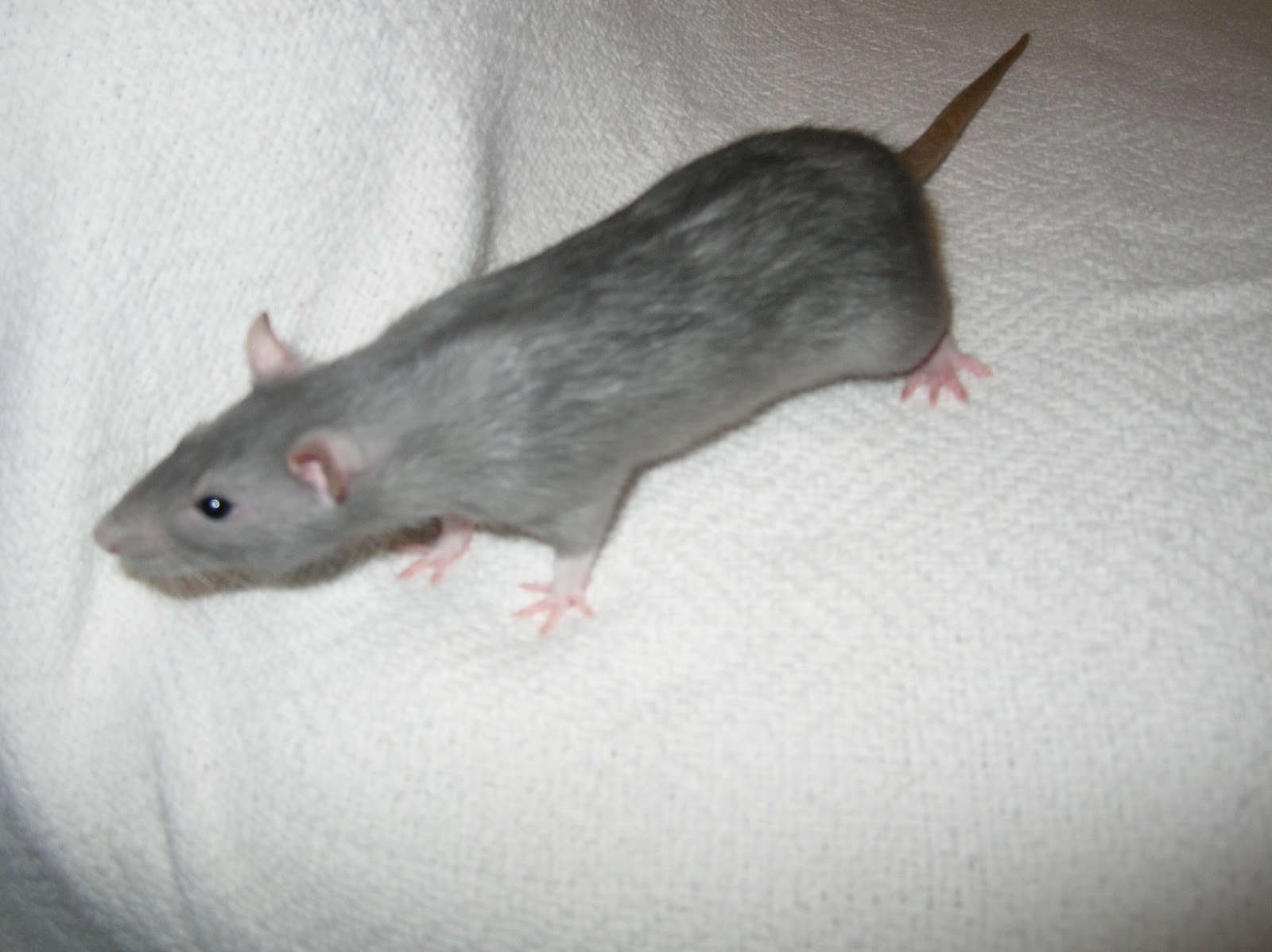 Basic Rat A Beginners Tutorial Rat Basic Color