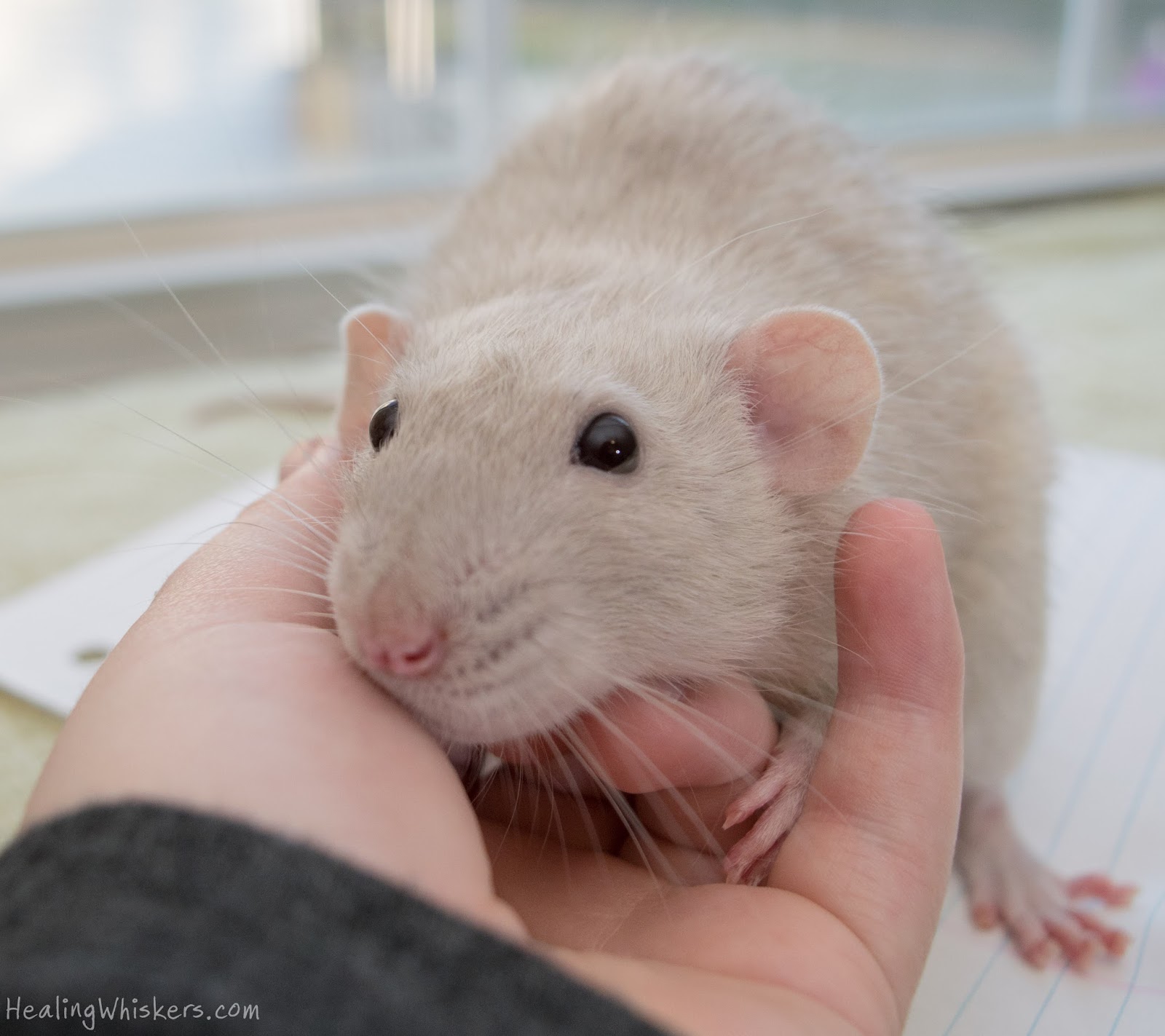 Healing Whiskers We Passed Official Therapy Rat Status Achieved!