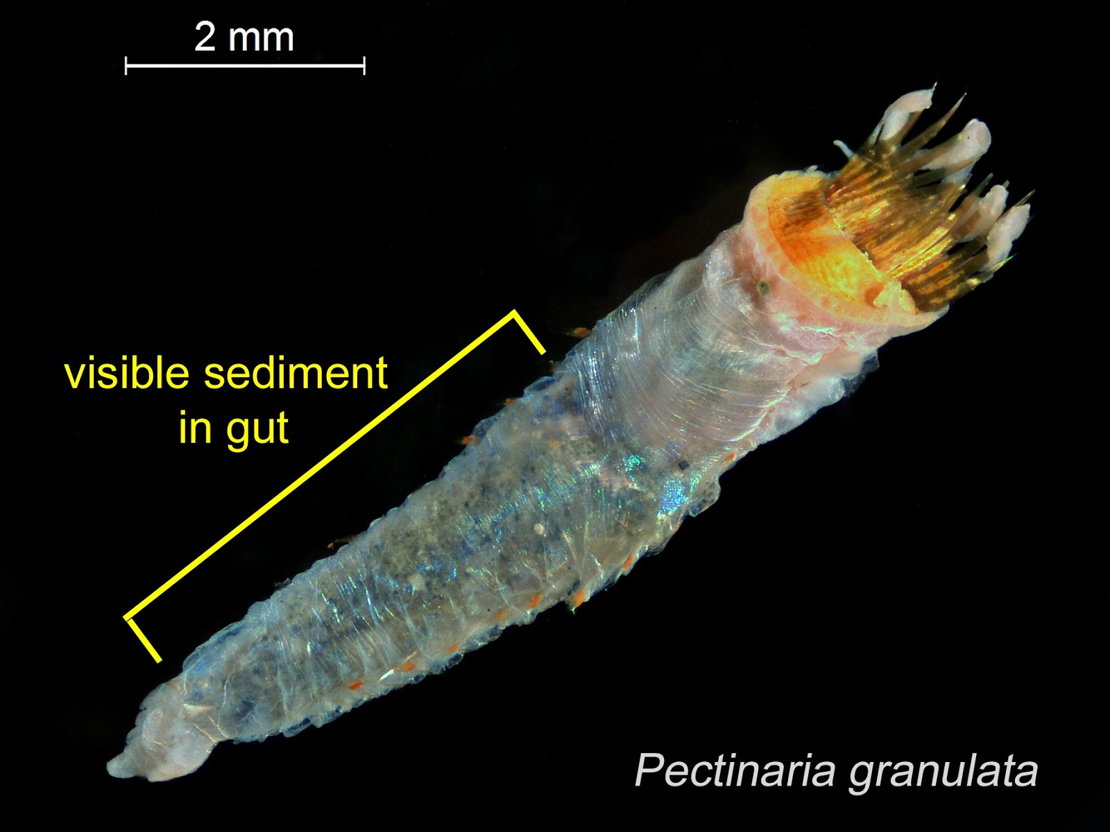 Washington Department of Ecology Eyes Under Puget Sound Critter of the Month The Ice Cream