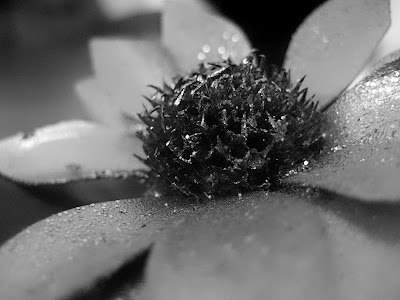 Macro shot of a gold flower in black and white