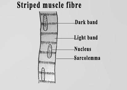 Skeletal muscle  Structure  Contraction  TeachMePhysiology