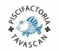 Piscifactoria Tavascan Piscifactoria Tavascan