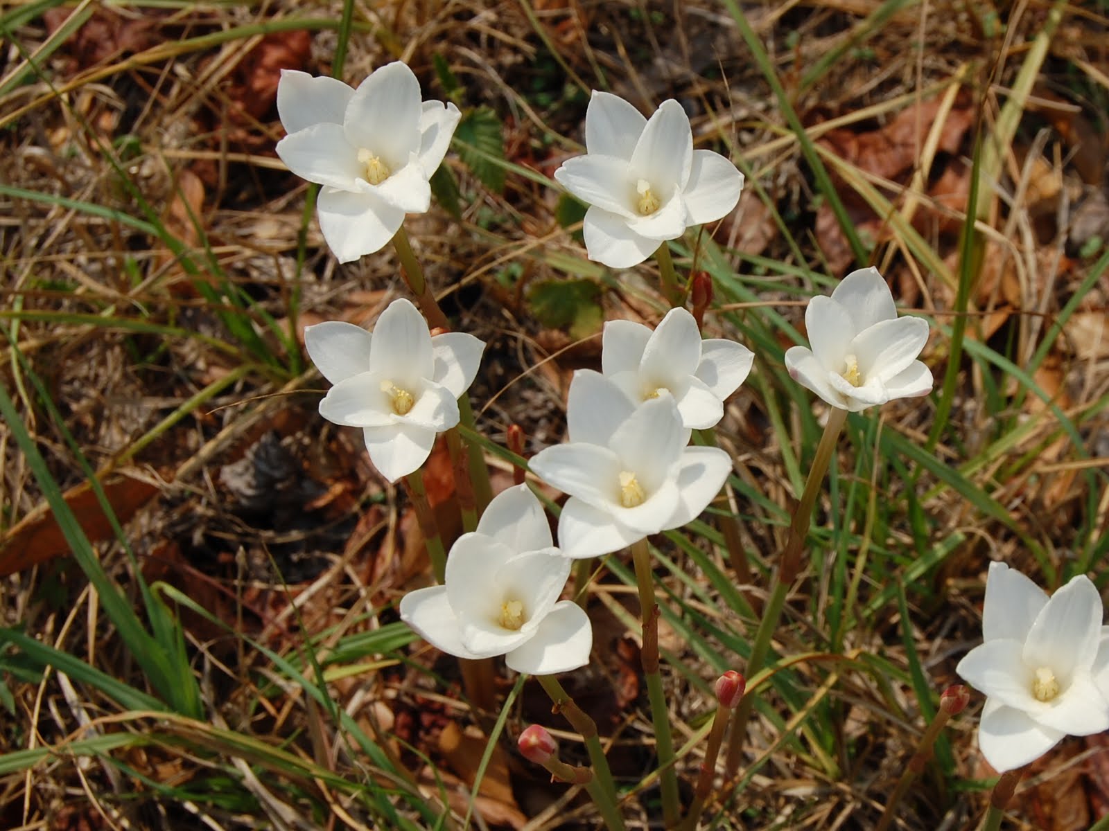 Brenda's "Texas Wild" Garden Evening Star Rain Lilies