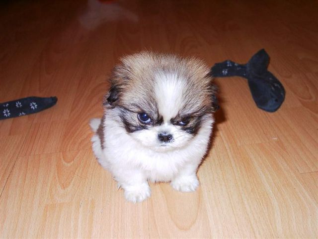 Cachorro Bravo