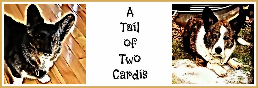 A Tail of Two Cardis