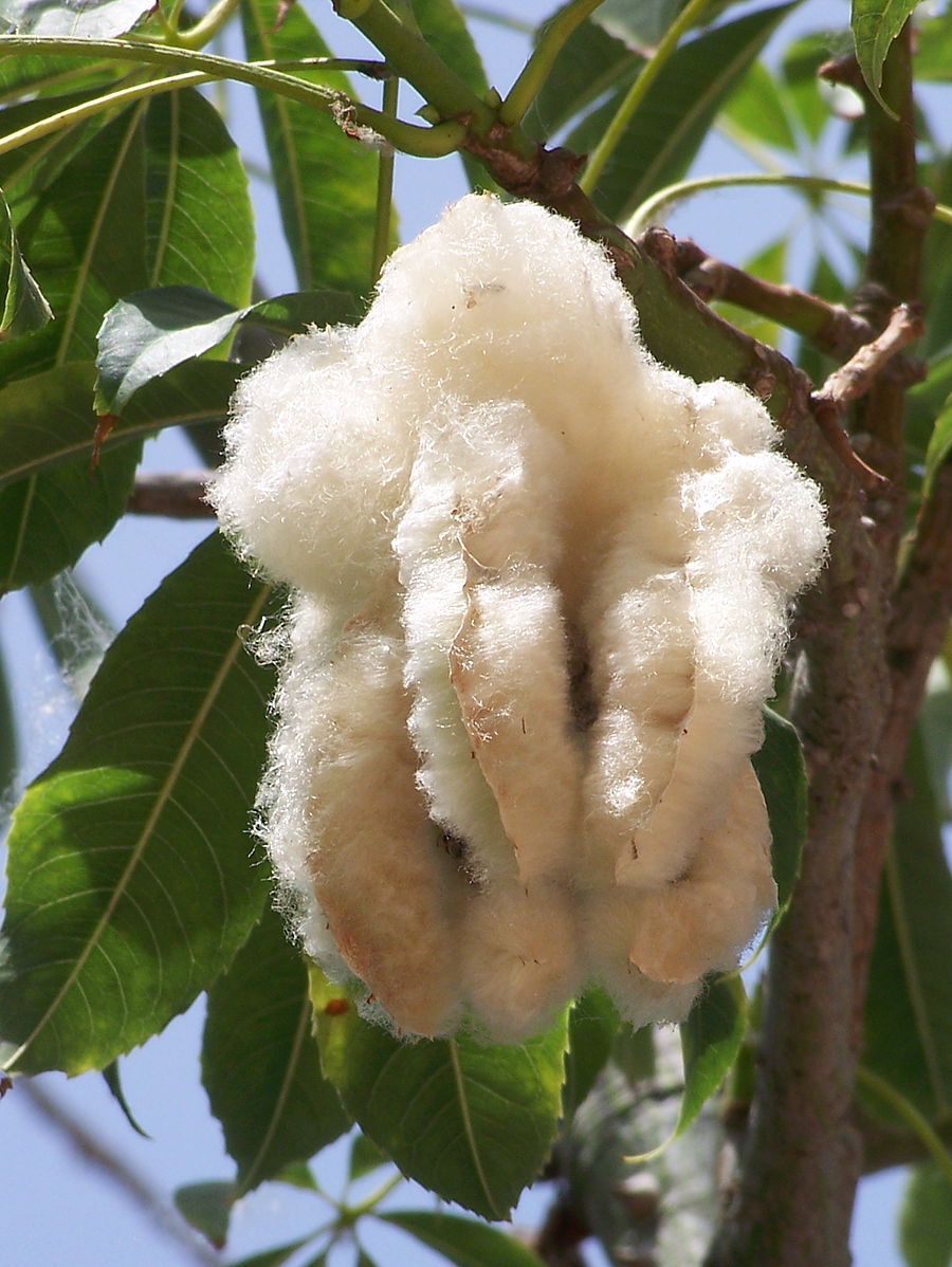 Ceiba speciosa (Silk Floss Tree)