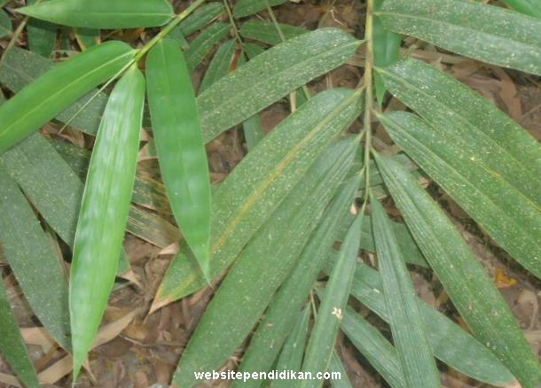 11 Contoh Tulang Daun Sejajar Website Pendidikan