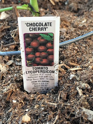 Chocolate Cherry Tomatoes