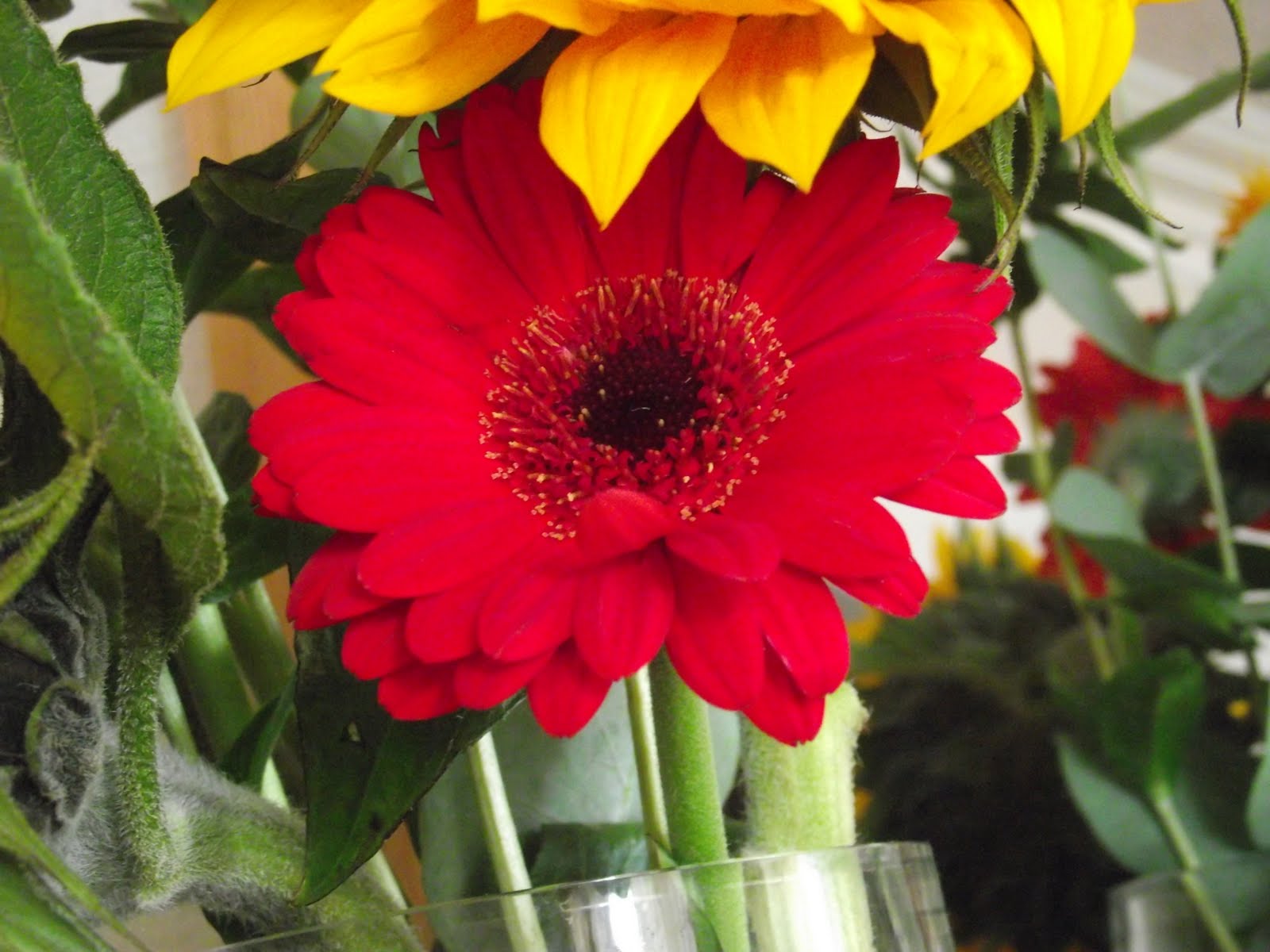 Rocket and Roses Vegan Kitchen: My Red Gerberra and Sunflower Bouquet