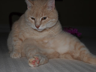 Rhetoric and Civic Life: ASPCA Pathos