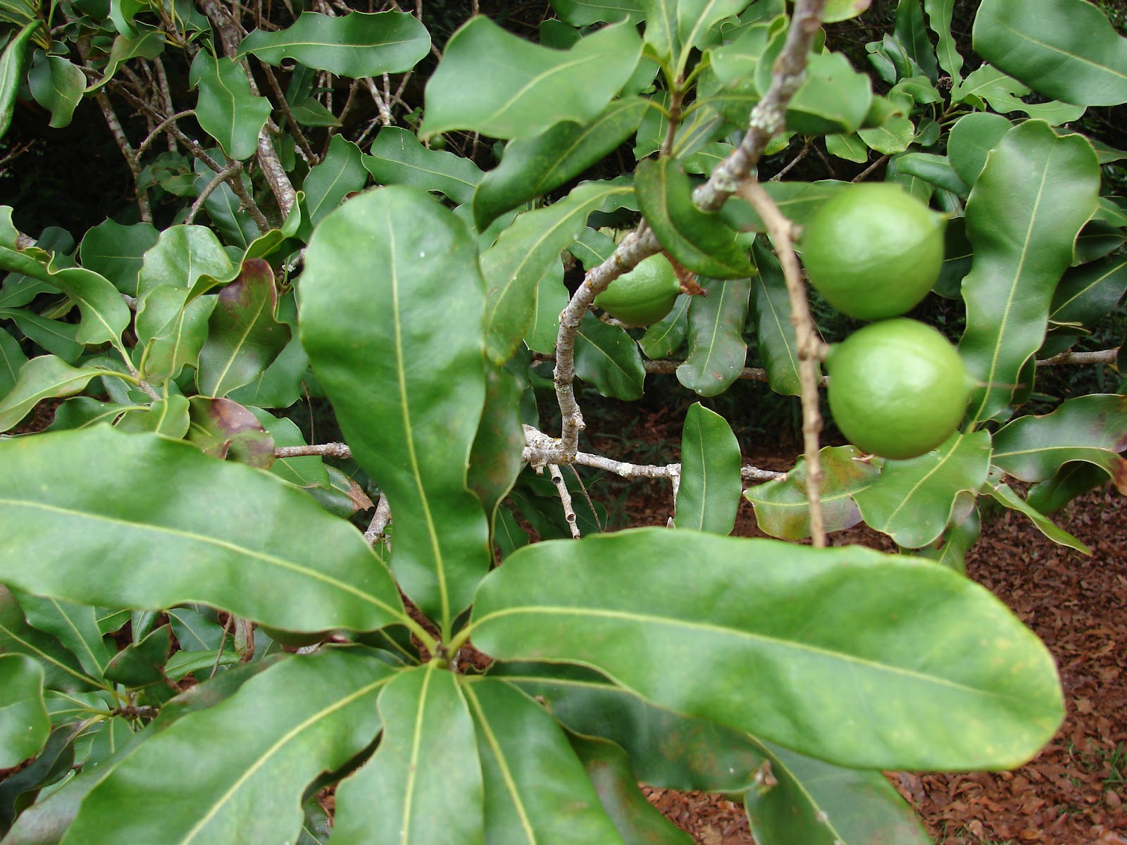 Fruit Warehouse Macadamia ( Macadamia integrifolia )
