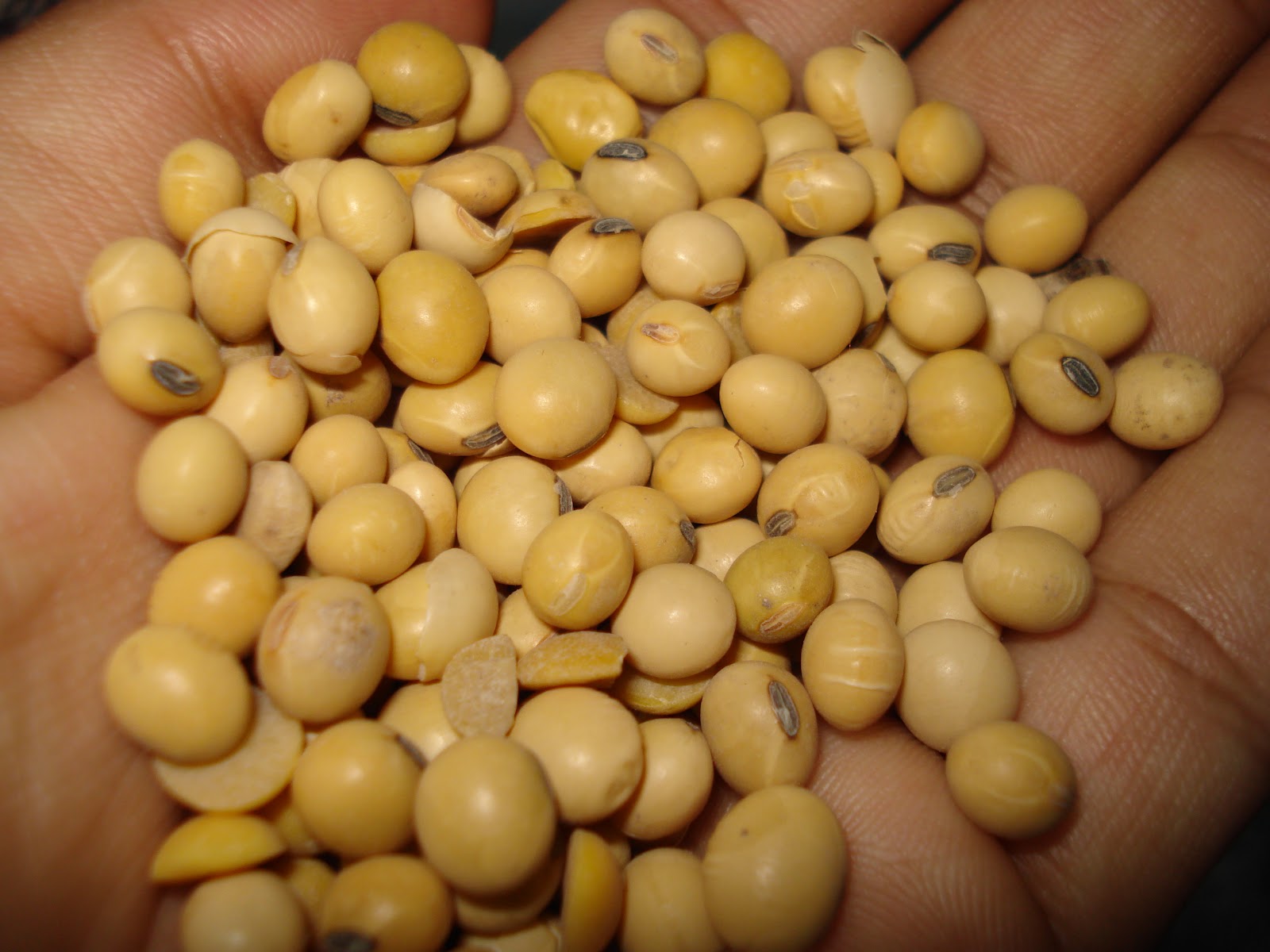 Tripirisnice: RECETA: Leche de soja (hecha con frijoles de soja).