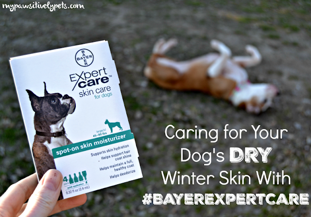 Caring for your dog's dry winter skin with #BayerExpertCare