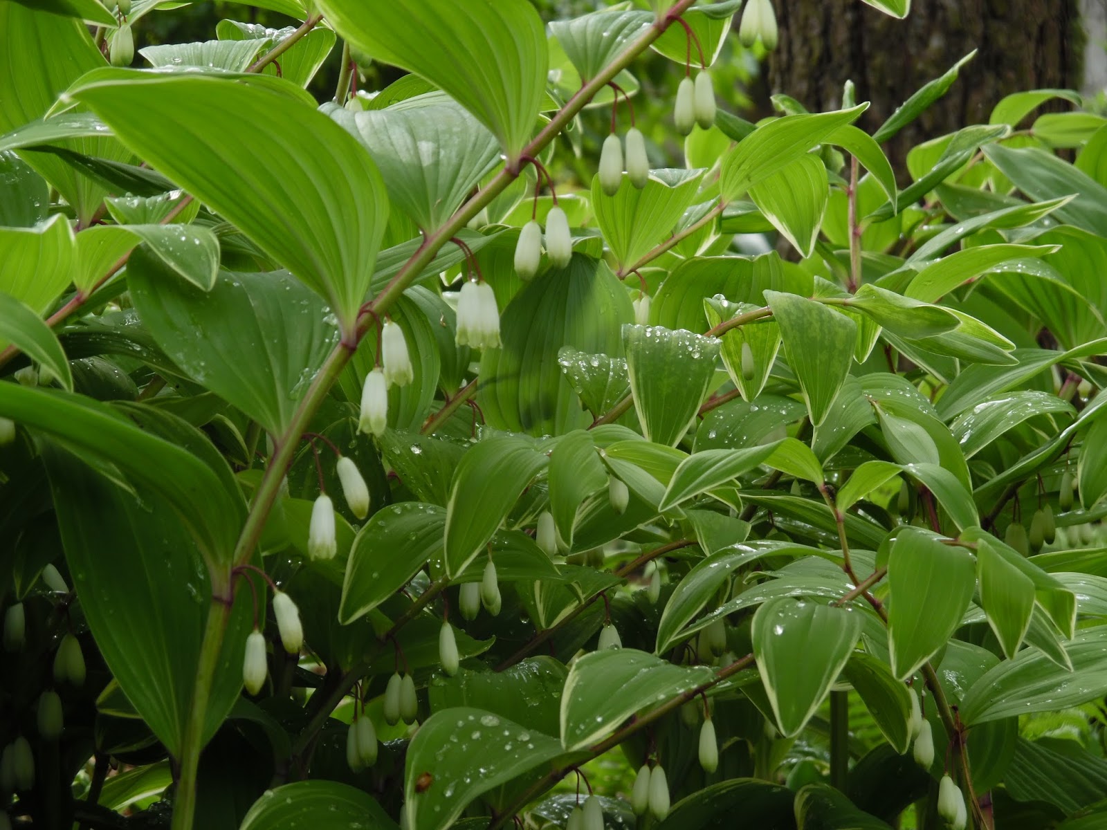 Ogród Tamaryszka KOKORYCZKA WONNA