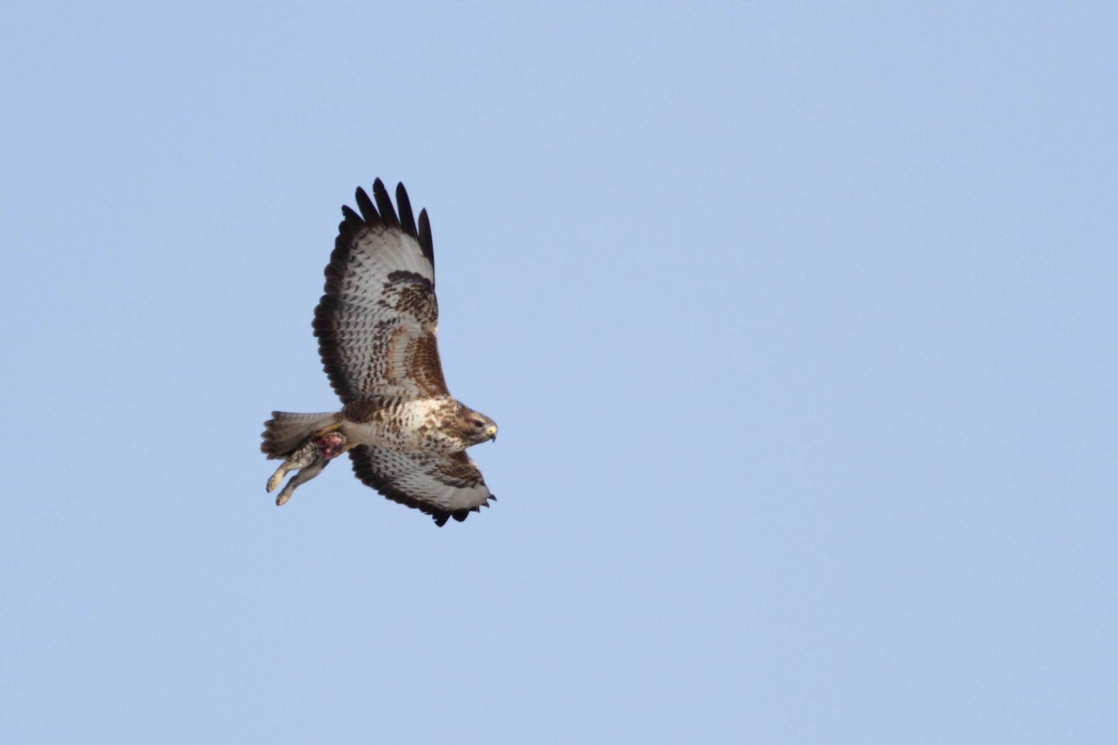 Darley Dale Wildlife Buzzard nesting activity