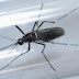 Cresce número de caso confirmados de chikungunya no Ceará