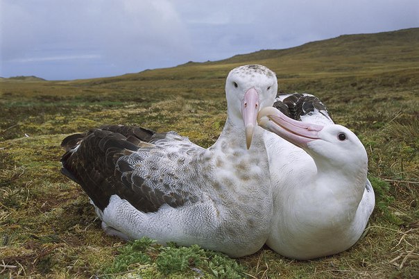  Tristan Albatross
