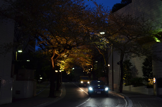 Trees lit up, Akasaka, Tokyo(木はライトアップ東京赤坂)