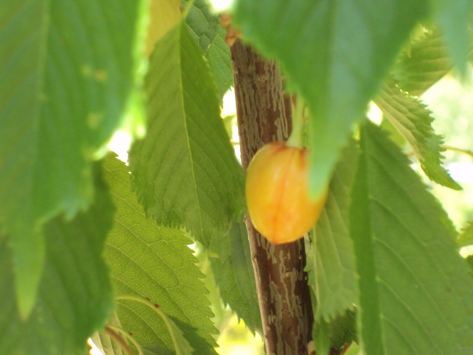 En torno al huerto. LOS PRIMEROS