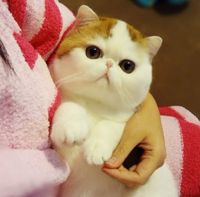 Exotic Shorthair Cat Snoopy