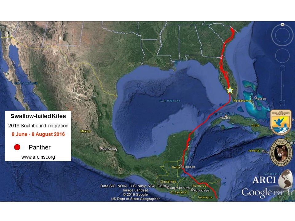Swallowtailed Kite Migration A 600mile, northbound, premigratory