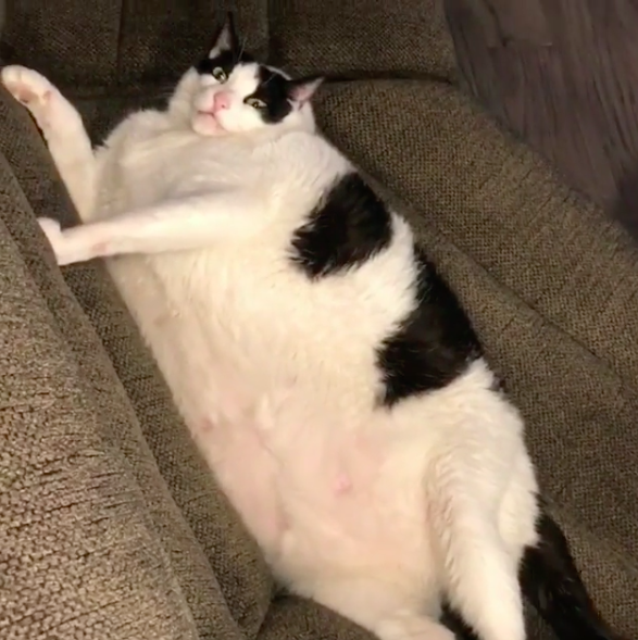Estos gatitos gorditos harán tu día Estos gatitos gorditos harán tu día