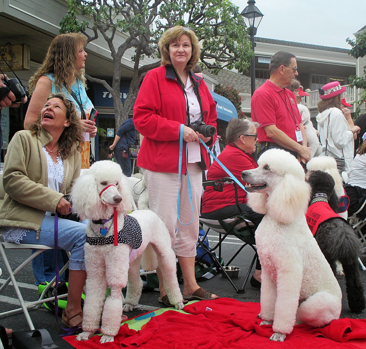 No Holds Barred: The Poodle Parade in Palm Springs