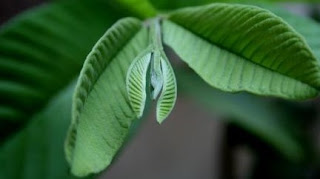 manfaat pucuk daun jambu biji untuk wajah Khasiat pucuk daun jambu biji untuk wajah