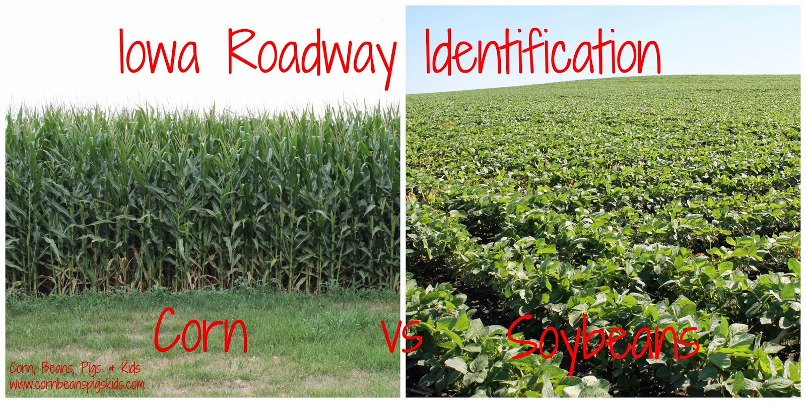 Corn, Beans, Pigs and Kids Iowa Roadway Identification Corn and Soybeans