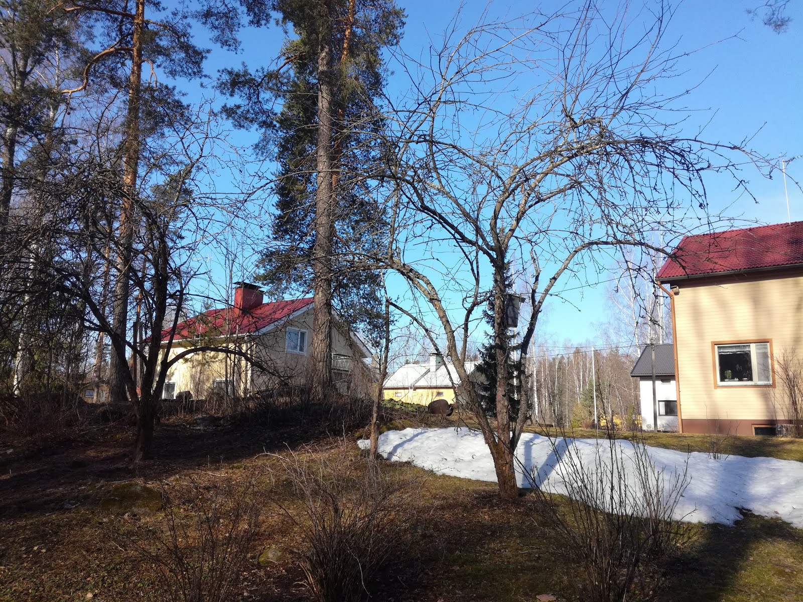 Vanhojen / nuorien omenapuiden leikkaukset käteisellä edetään Tampere Pirkanmaa talousalueella